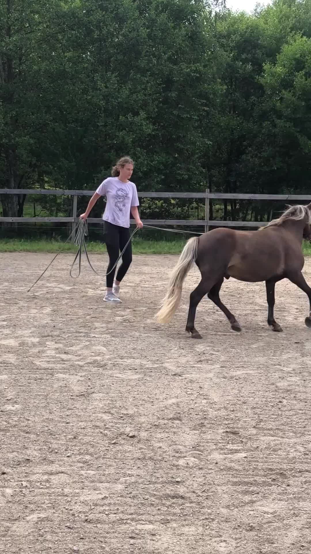 Allround hästar till salu: Tysk Klassisk Ponny, stamtavla, inridning påbörjad - Video 2