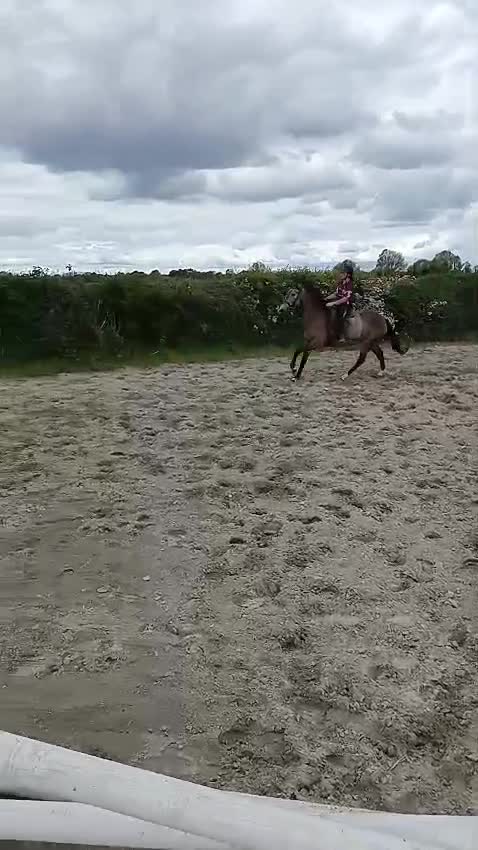 Hoppning hästar till salu: Ljuvlig 5åring 🌸 - Video 1