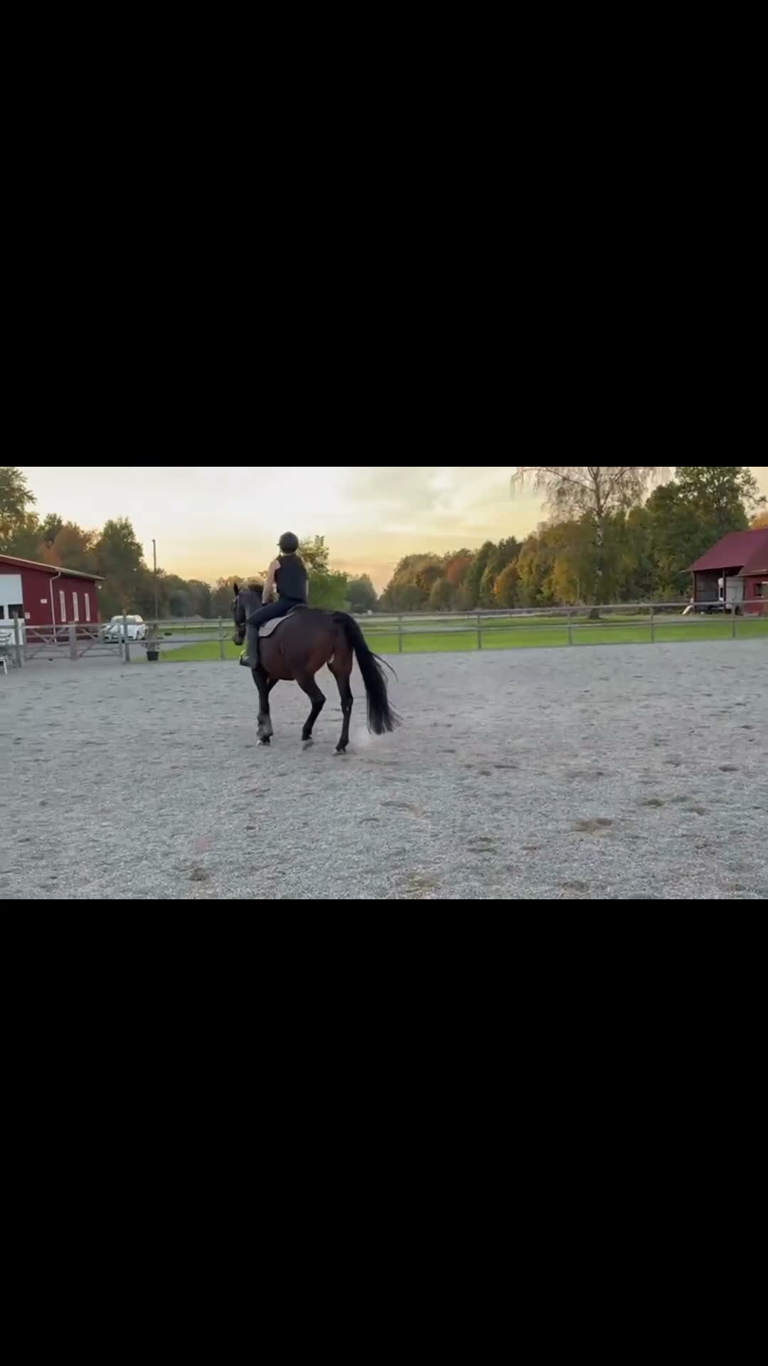 Allround hästar till salu: Världens snällaste Valack - Video 2