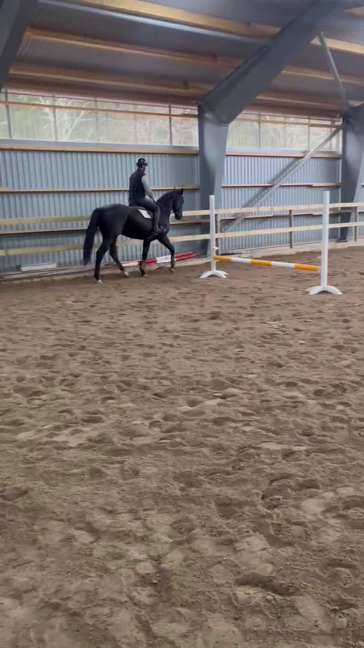 Hoppning hästar till salu: Välstammad & lovande 3-åring i Mönsterås - Video 4