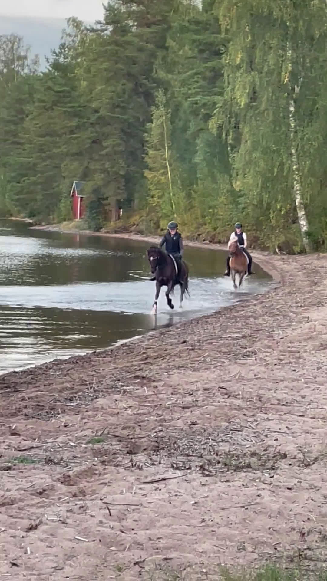 Dressyr hästar till salu: Trygg, bästa kompis i dressyr i Kil - Video 2