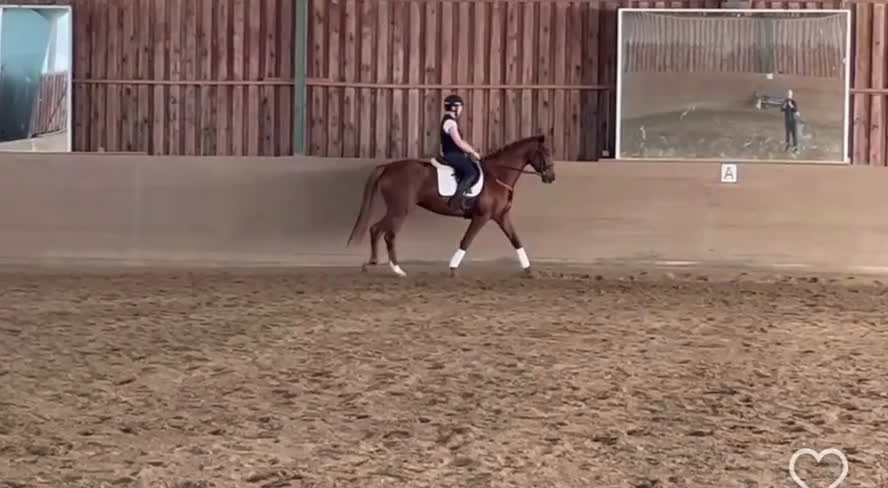 Dressyr hästar till salu: Snäll & lovande dressyrhäst Diplomsto i Tobo - Video 1