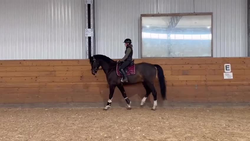 Dressyr hästar till salu: Trevlig valack för framtiden  - Video 1