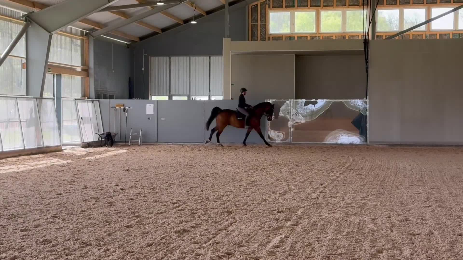 Allround hästar till salu: Lyxig hobbyhäst med stor personlighet  - Video 4