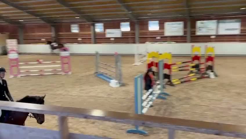 Hoppning hästar till salu: 10årig valack multitalang  - Video 2