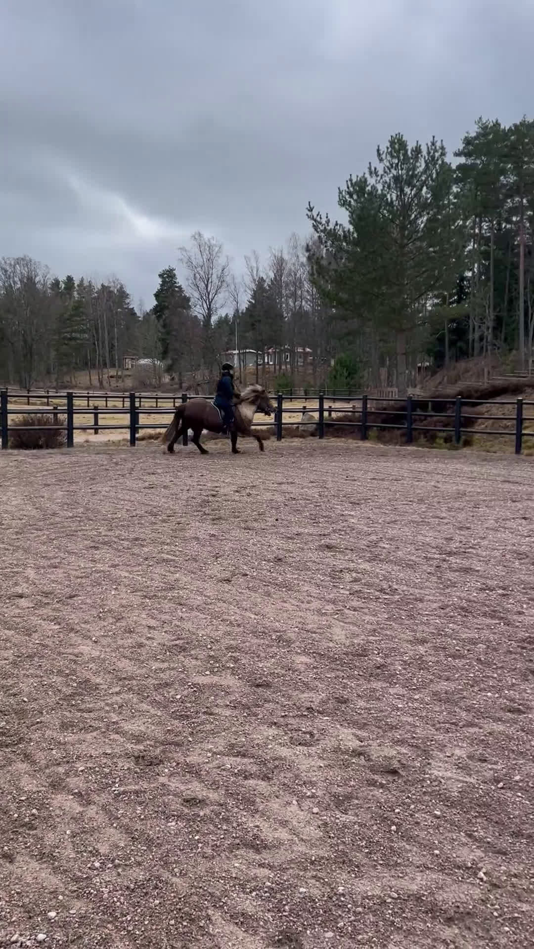 Island hästar till salu: Valack 13 år - Video 4