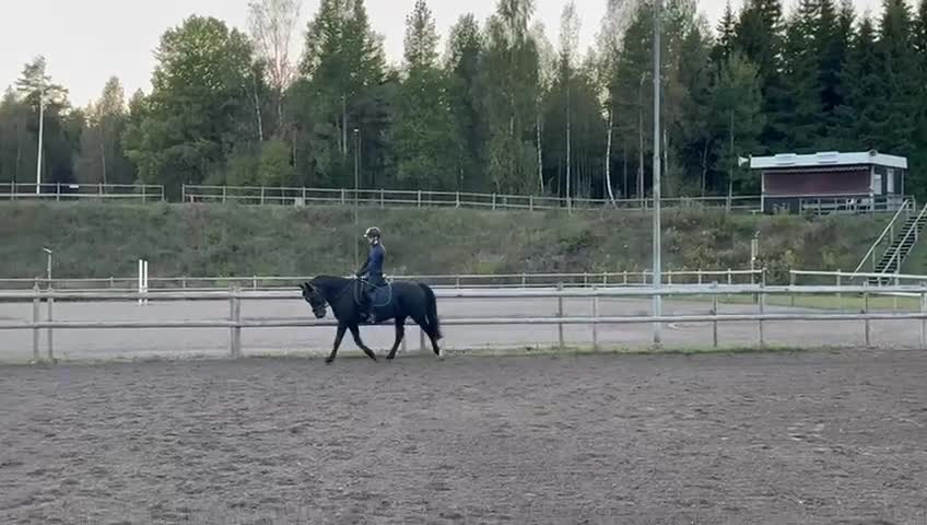 Allround hästar till salu: Charmig New forest - Video 3