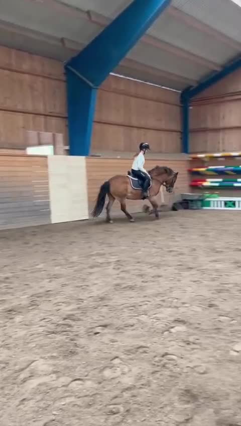 Allround hästar till salu: Världens snällaste gotlandsruss  i Nora - Video 2