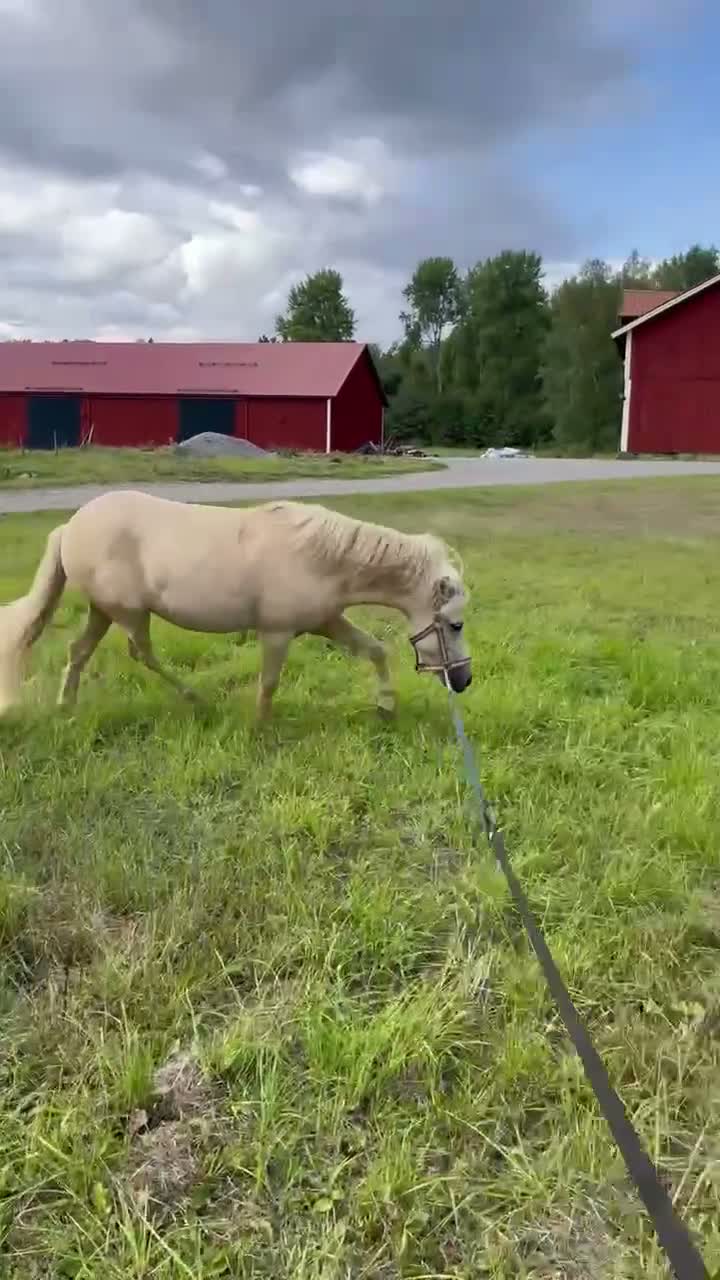 Hoppning hästar till salu: Bedårande kille - Video 1