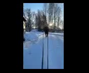 Allround hästar till salu: Läromästare med ett hjärta av guld!  - Video 2