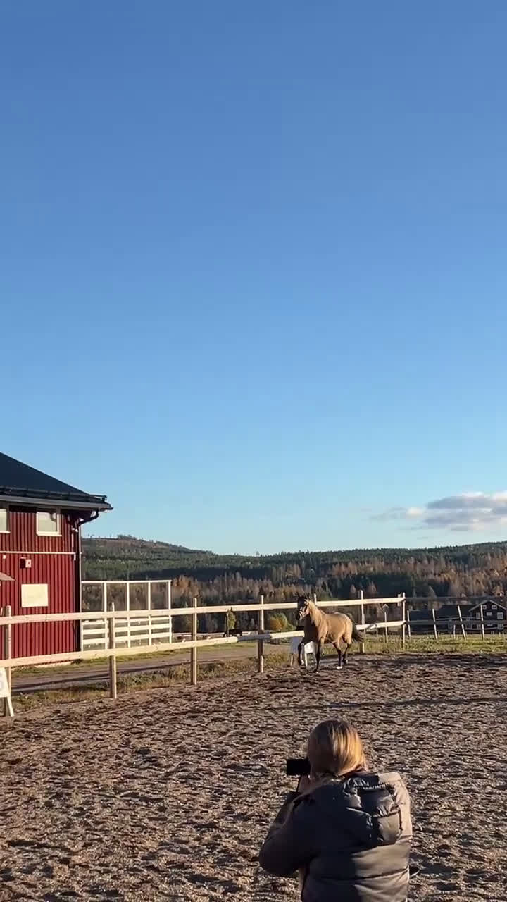 Allround hästar till salu: Unikt framtidsämne för dressyr, hopp elr fltvn i Vallsta - Video 3