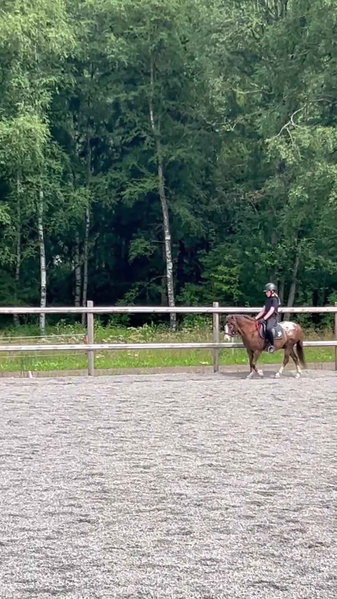 Allround hästar till salu: Söt allroundponny - Video 3