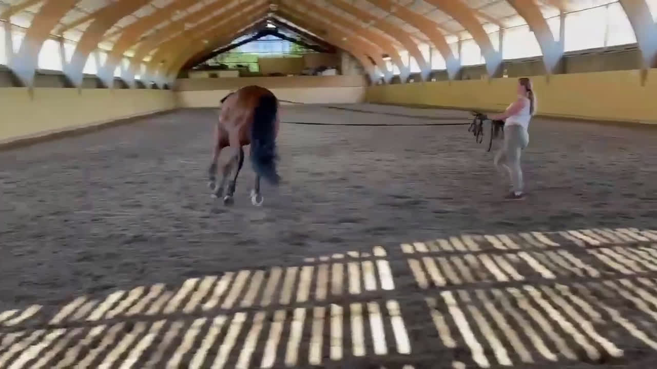 Allround hästar till salu: Lasse söker hem med uteritter och ev körning i Åkersberga - Video 4