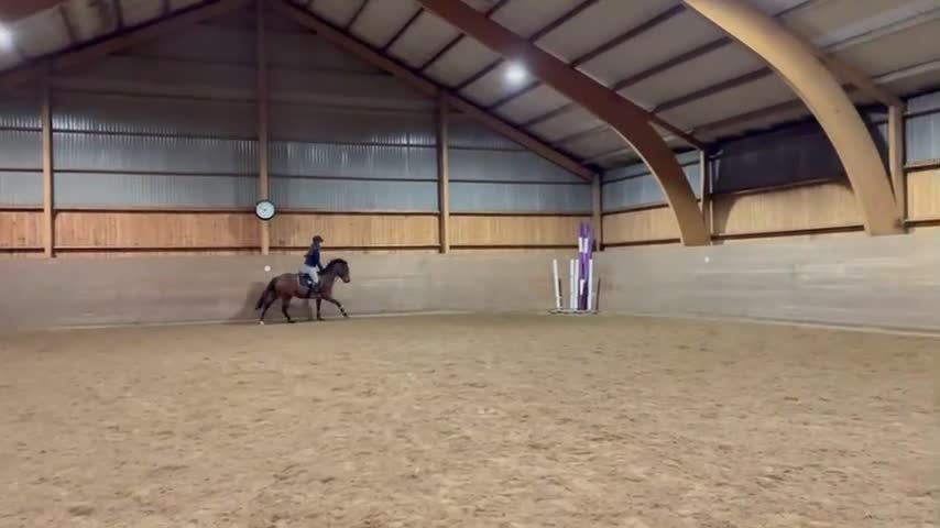 Allround hästar till salu: Fantastisk 3årigt sto  - Video 2