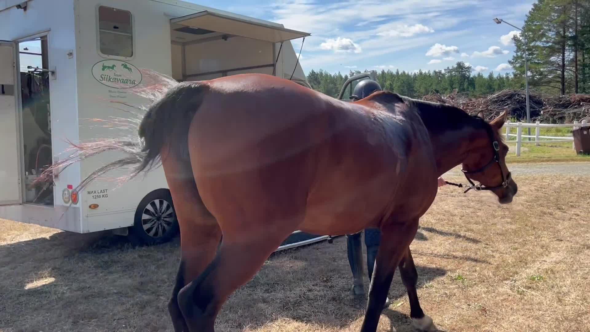 Allround hästar till salu: Dressyr/Avel WE  - Video 3