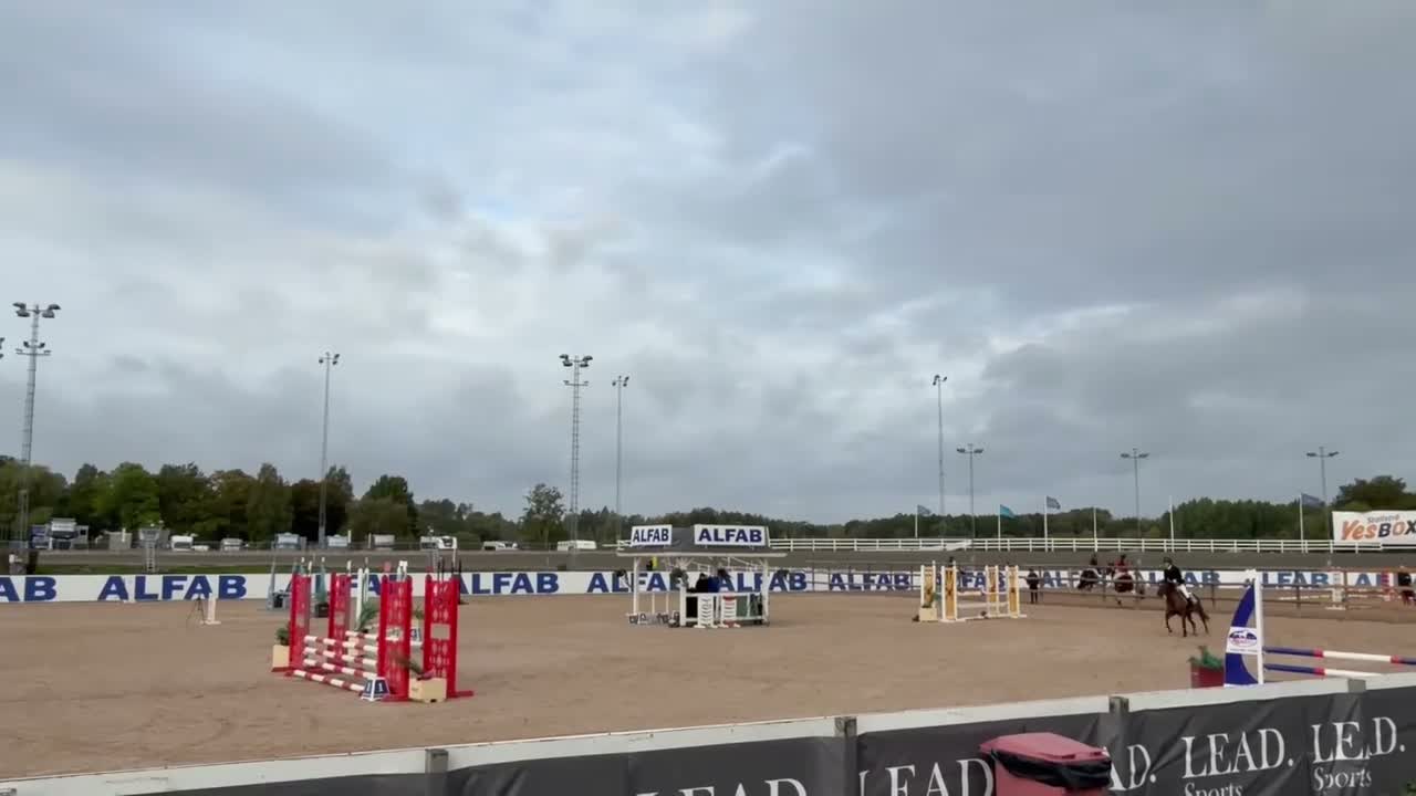 Hoppning hästar till salu: Trygg och pigg rosettplockare och läromästare - Video 1