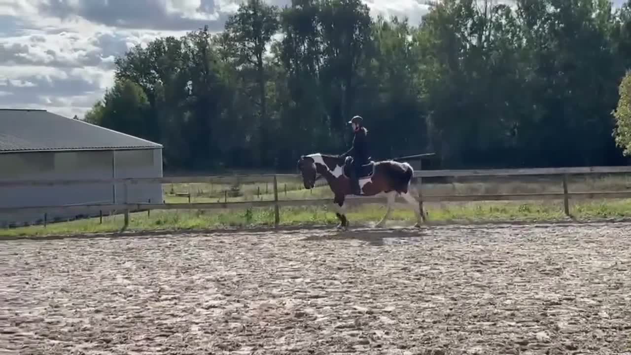 Allround hästar till salu: Maxad C-ponny - Video 2