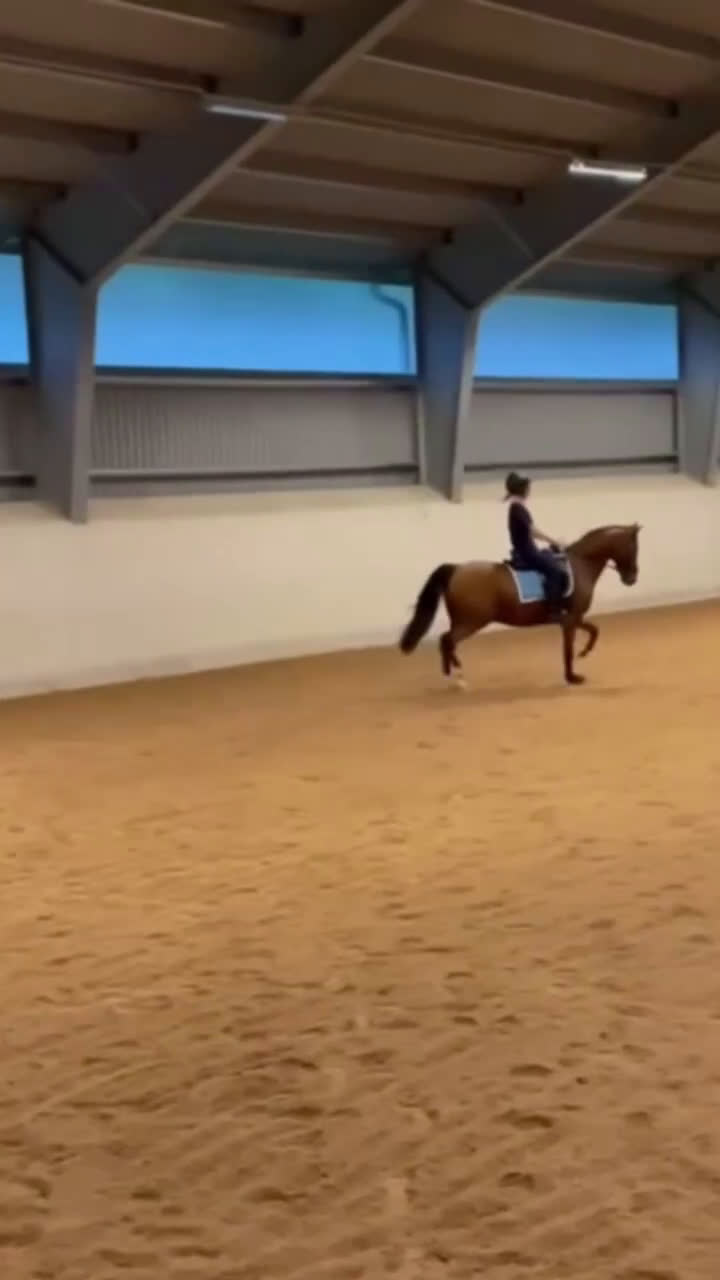 Dressyr hästar till salu: FEI Dressyrponnyn som hänger med på allt i Njurunda - Video 3