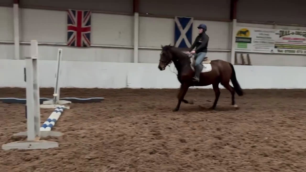 Allround hästar till salu: Supertrevligt och okomplicerat sto!  i Hålta - Video 2