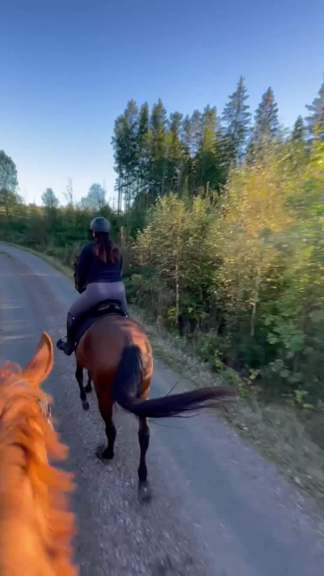 Allround hästar till salu: Lovande 4årig fullblodssto söker sitt framtida hem - Video 5