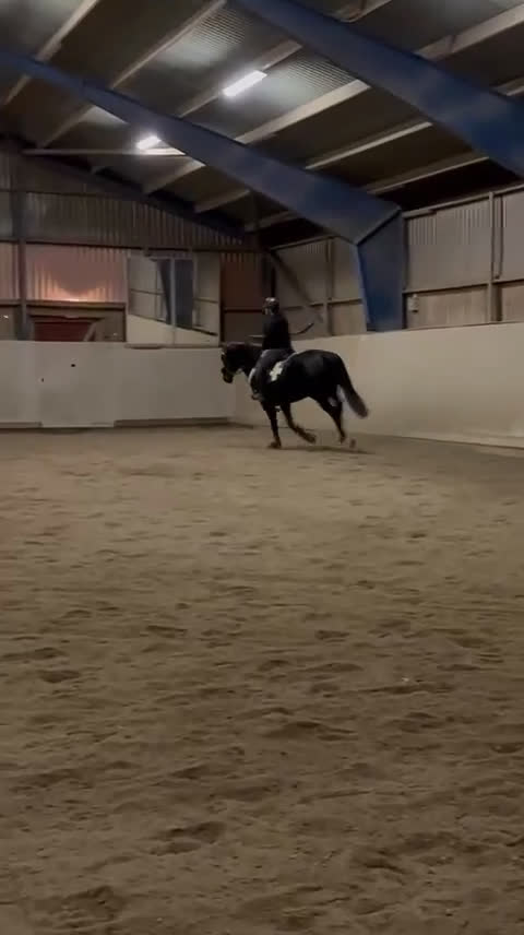 Allround hästar till salu: Vackert sto söker erfaren hästmänniska med NH tänk i Åkers Styckebruk - Video 3