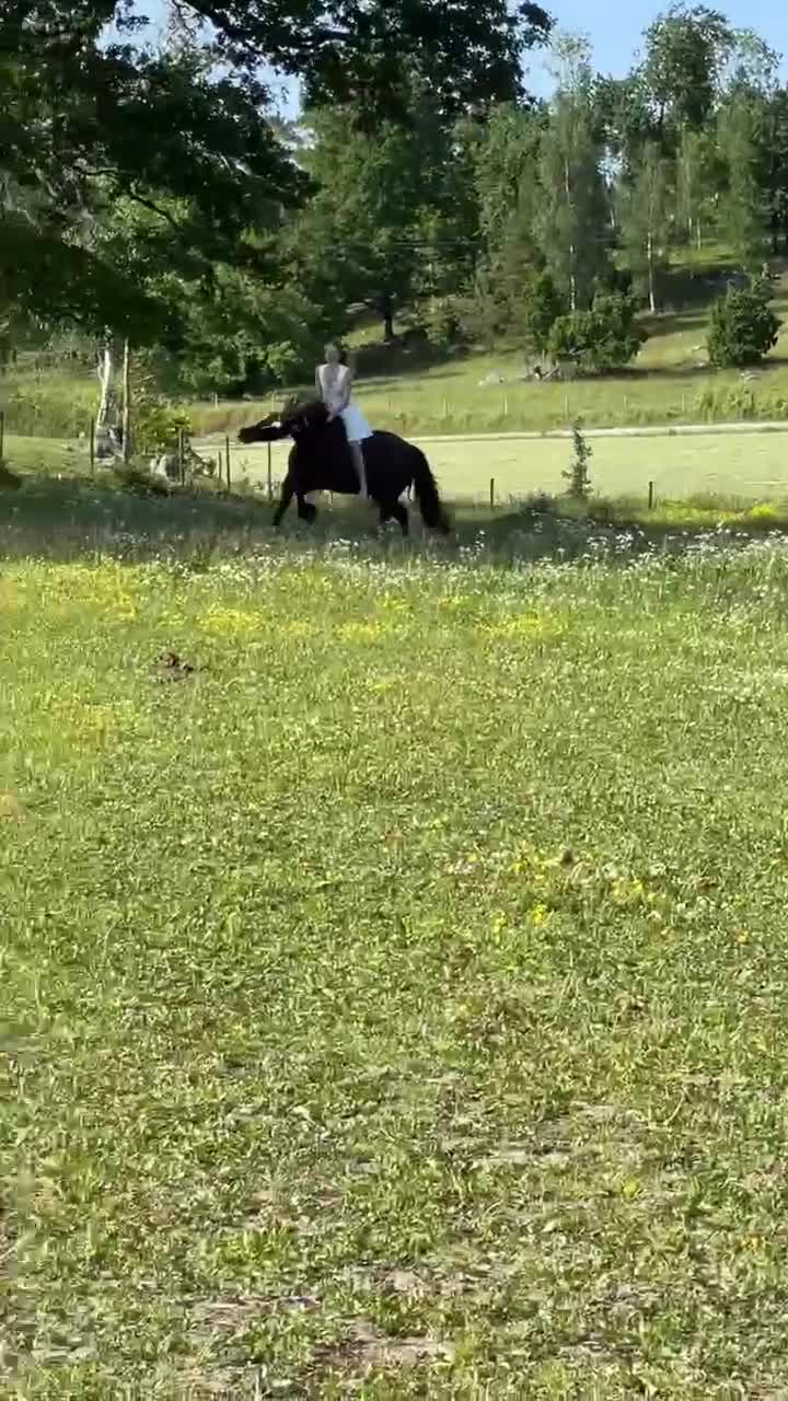 Allround hästar till salu: 1 klass sto säljes - Video 3