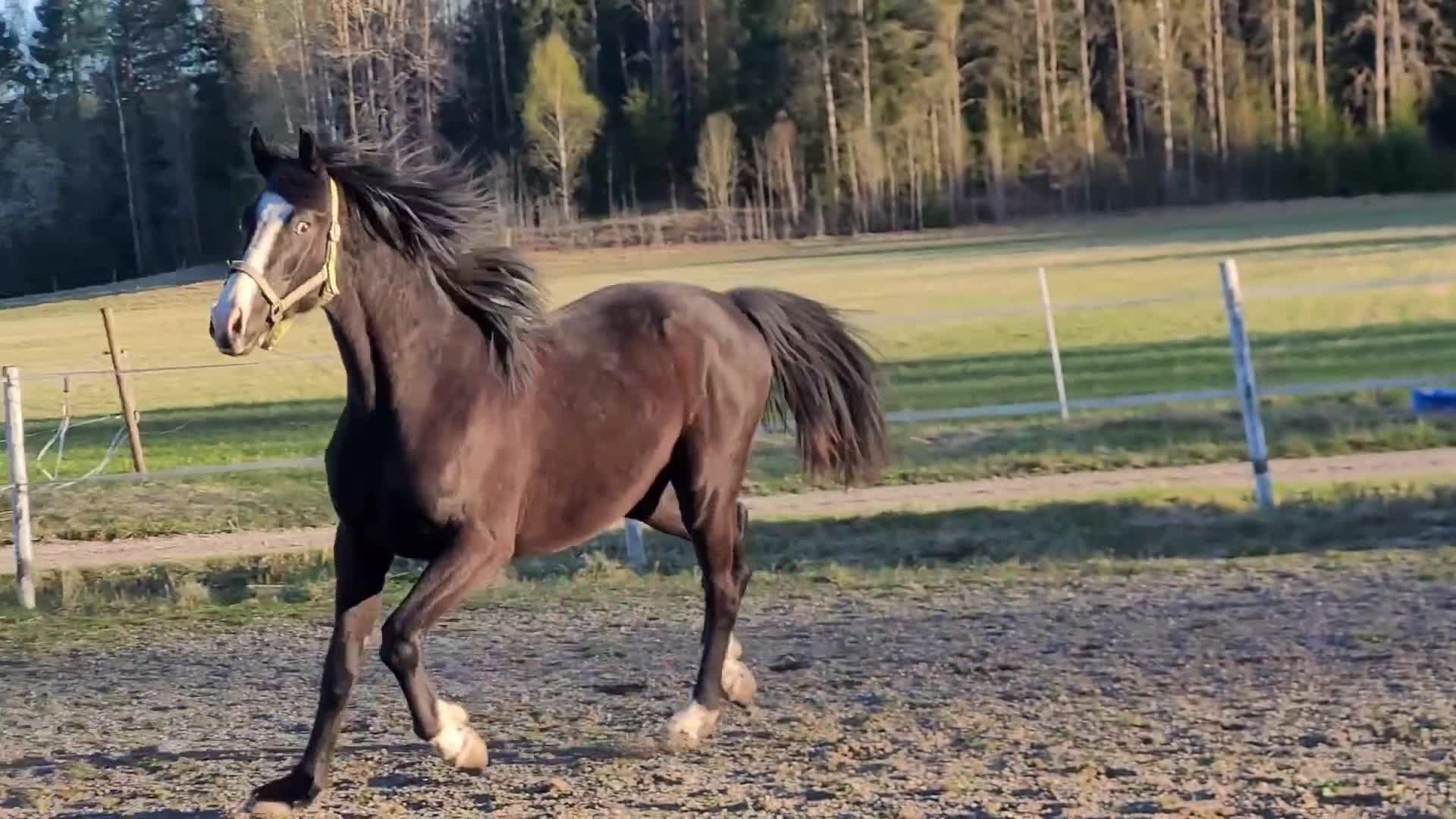 Dressyr hästar till salu: Moderiktig grabb efter Salvatore Ferragamo  - Video 1