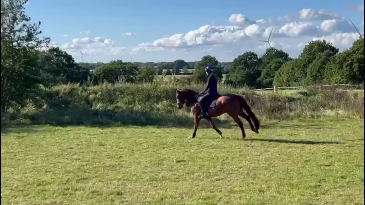 Fälttävlan hästar till salu: Super trevlig unghäst i Dösjebro - Video 1