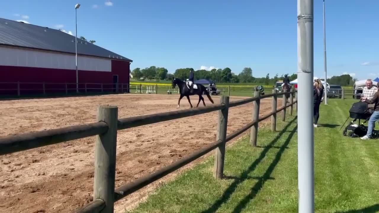 Allround hästar till salu: Flott SWB sto till salu! - Video 5