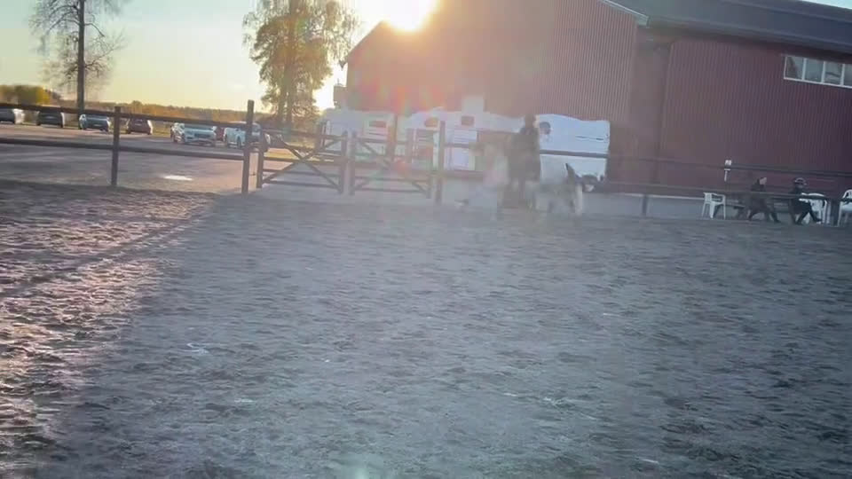 Allround hästar till salu: Talangfull C-ponny med kapacitet för högre klasser i Kungsgården - Video 1