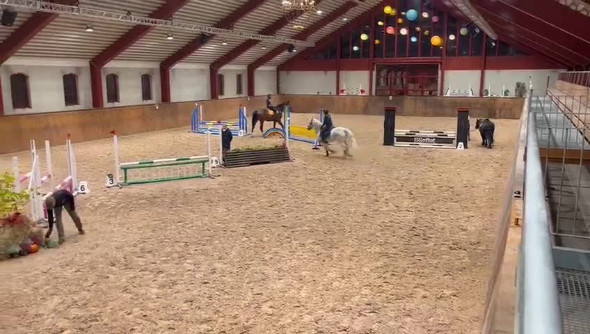 Allround hästar till salu: Charmig kille med hjärta av guld!💙🚀 i Varberg - Video 2