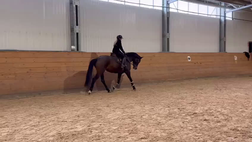 Dressyr hästar till salu: Trevligt SWB sto i Åtvidaberg - Video 3