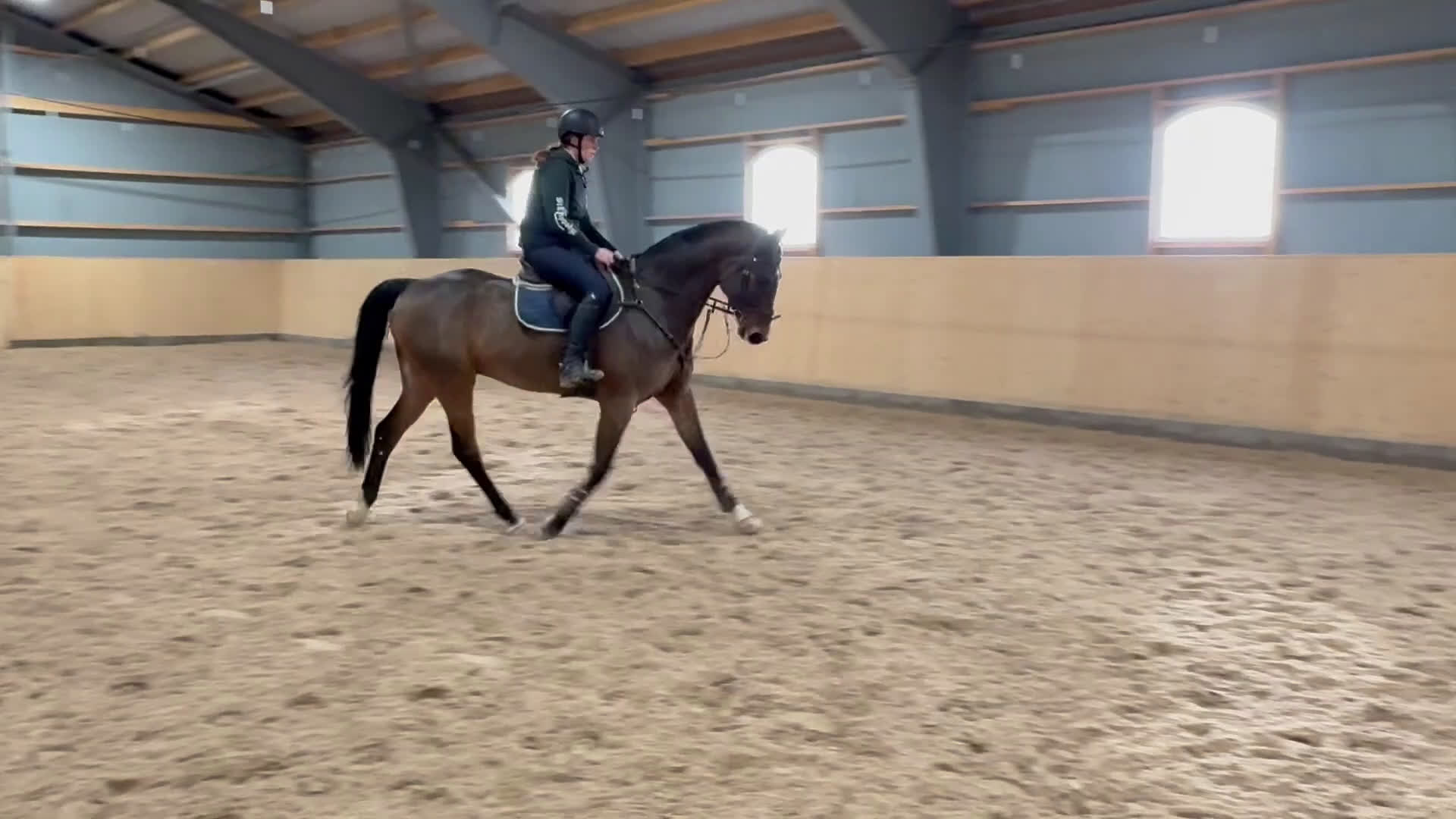 Hoppning hästar till salu: Storhoppande rolig häst - Video 4