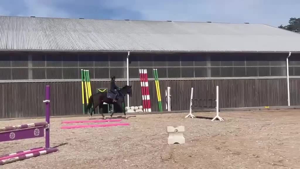 Hoppning hästar till salu: Smäckert sto för hoppning/fälttävlan  - Video 2