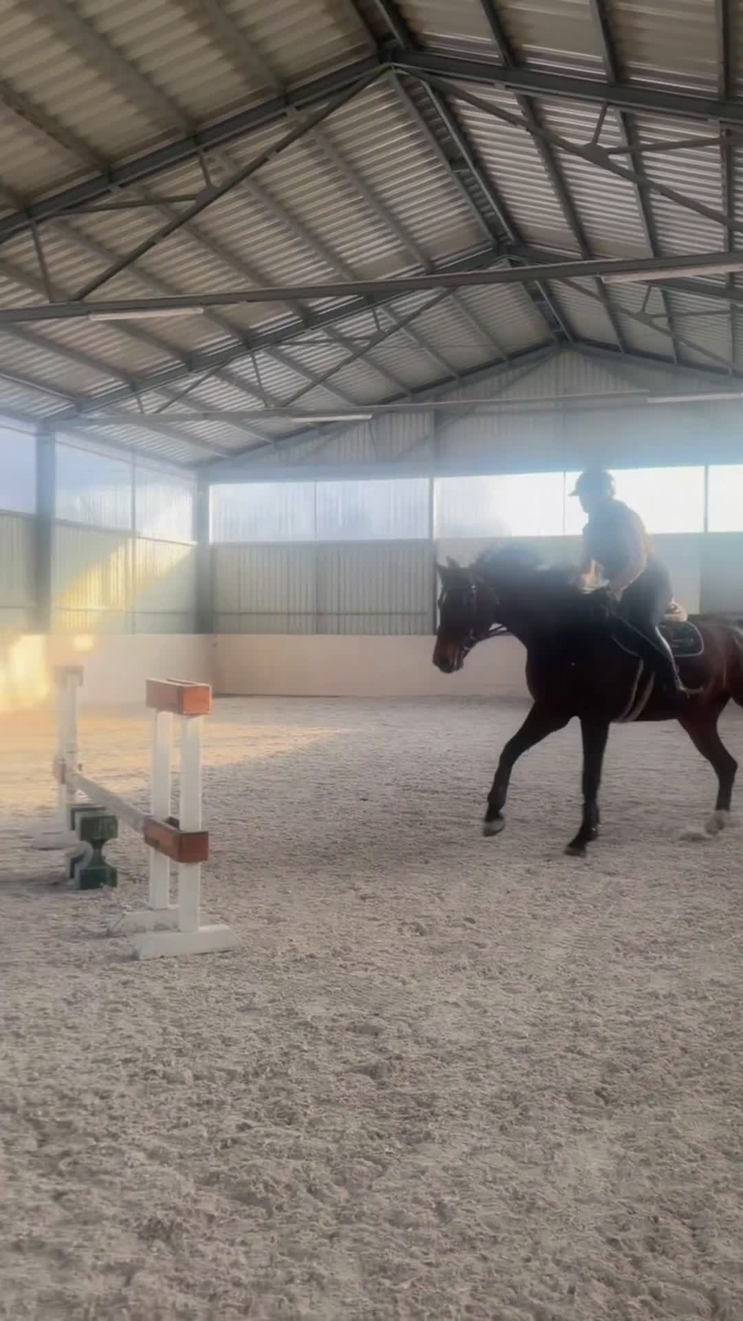 Hoppning hästar till salu: Professor horse! Jumping and dressage mare! i Ystad - Video 4