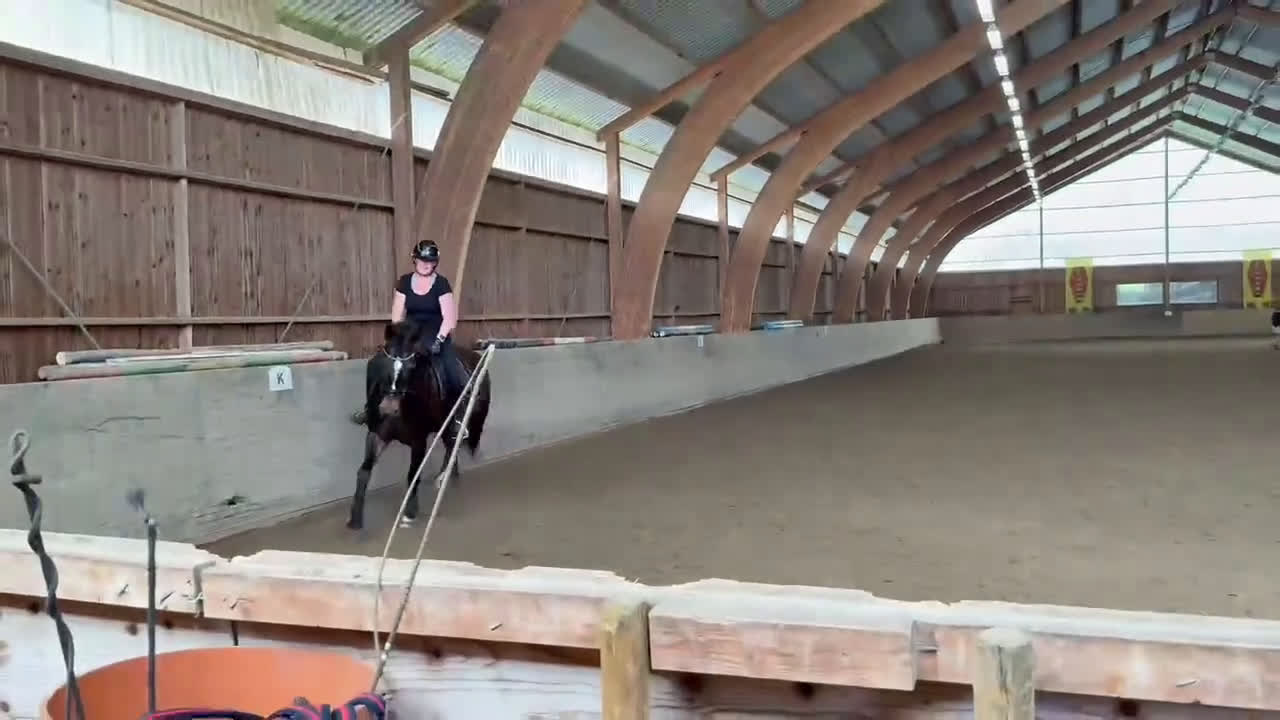 Hoppning hästar till salu: Starias Xlnt Tortellini i Gävle - Video 1