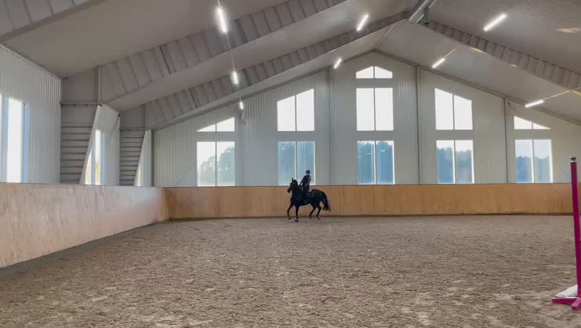 Allround hästar till salu: Snygg allround häst - Video 1