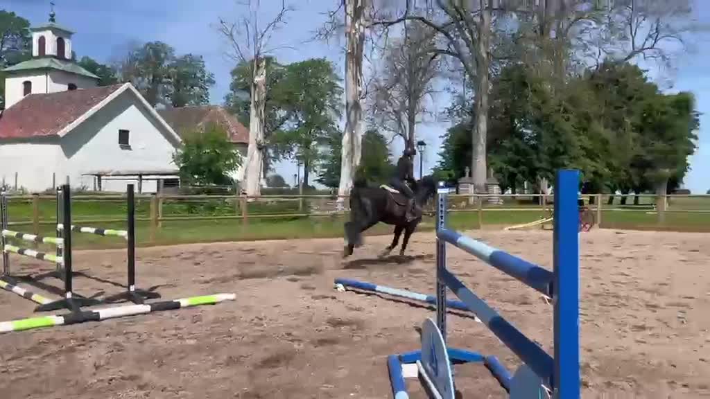 Hoppning hästar till salu: Toppstammad hoppvalack Lux Z, diamant de semilly i Falköping - Video 2