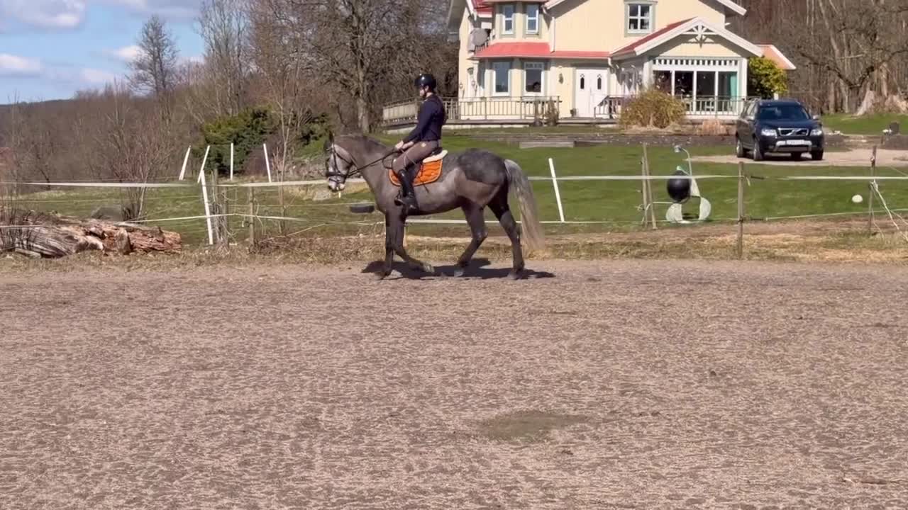 Allround hästar till salu: Valack med potential - Video 1