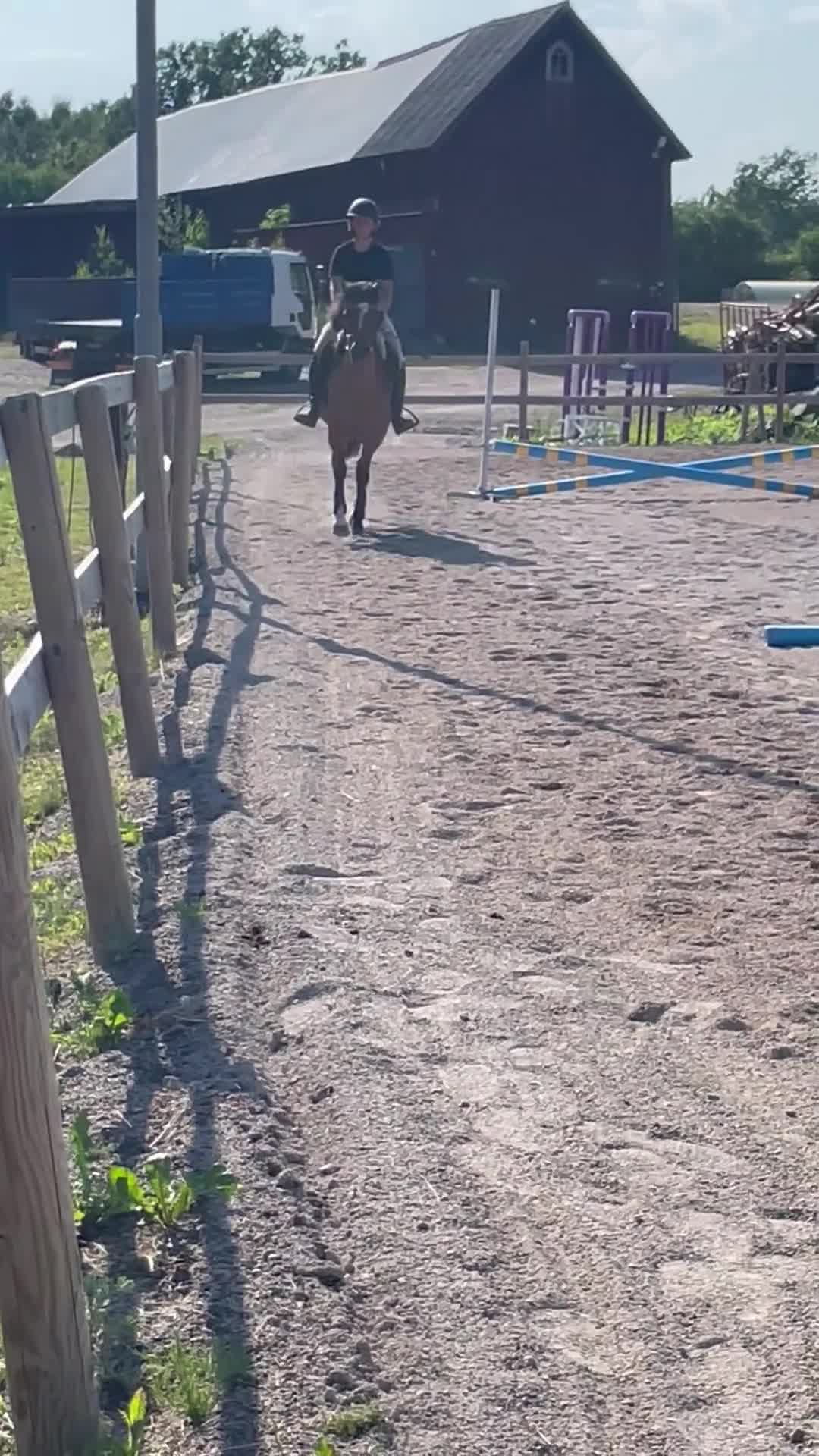 Hoppning hästar till salu: Underbara River Chanel - Video 1