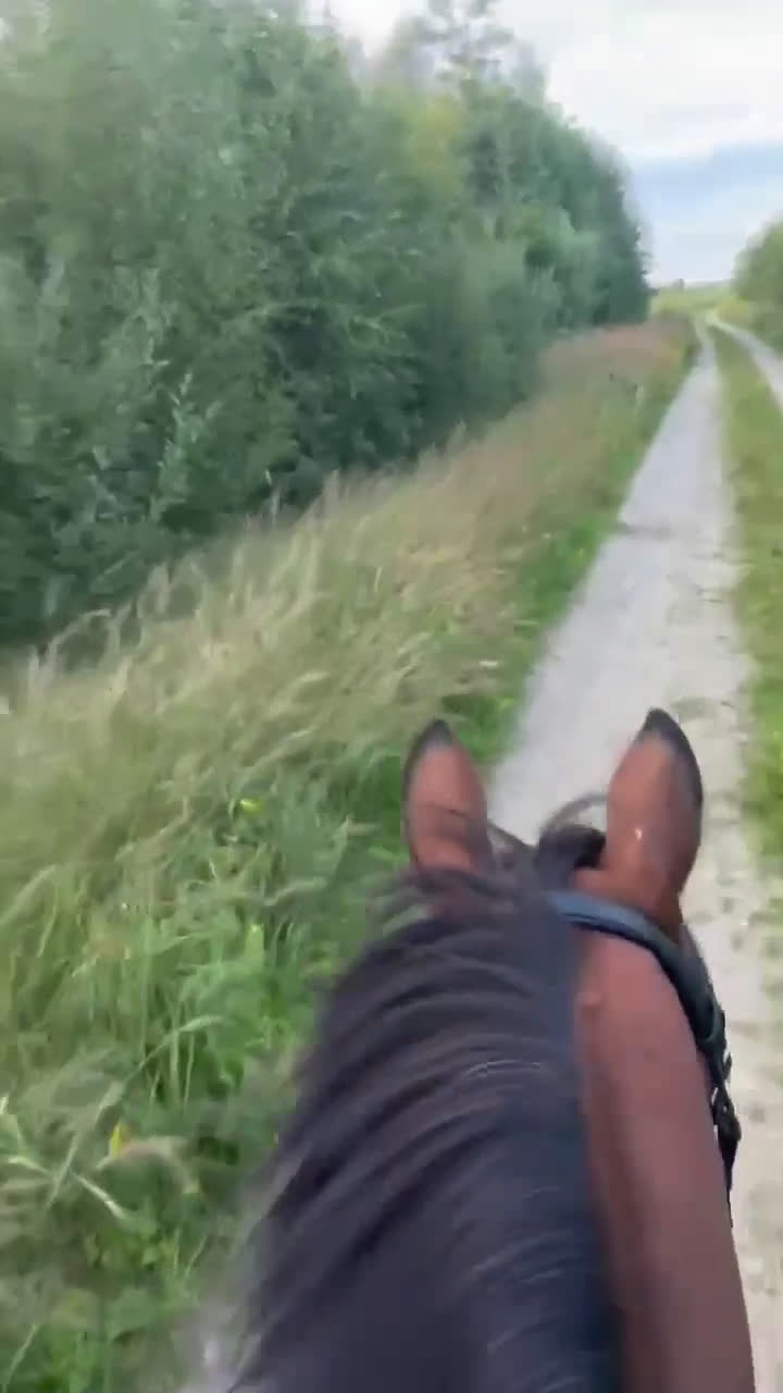 Dressyr hästar till salu: FEI Dressyrponnyn som hänger med på allt i Njurunda - Video 2