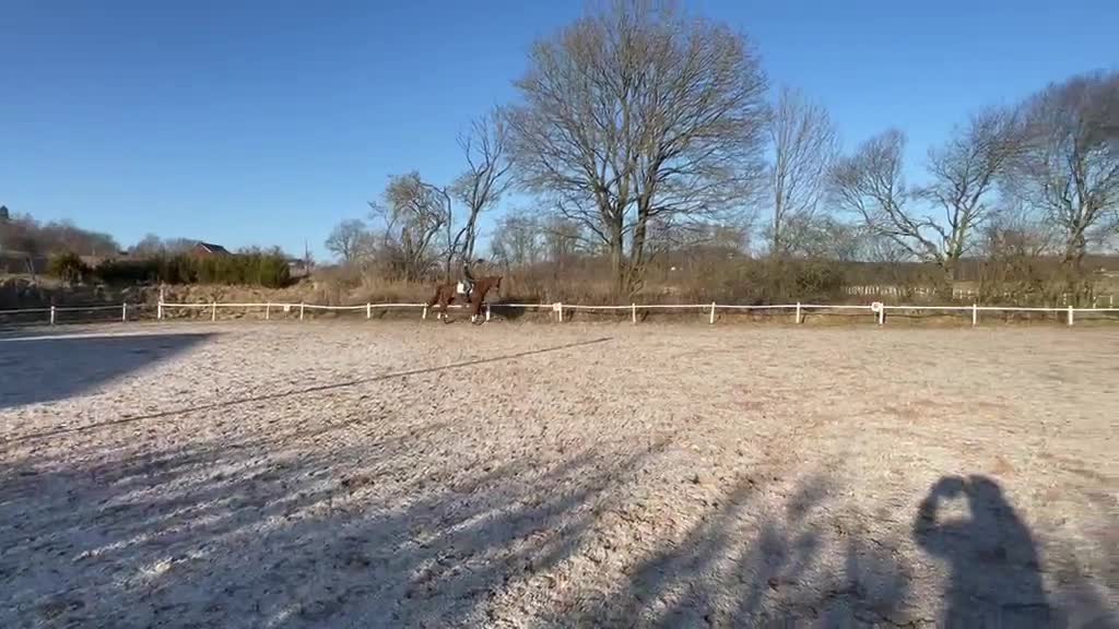  foderhäst finnes: Dressyr/allround - Video 1