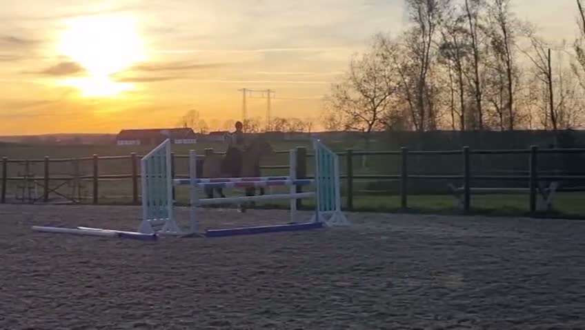 Hoppning hästar till salu: Vacker D-ponny  - Video 1