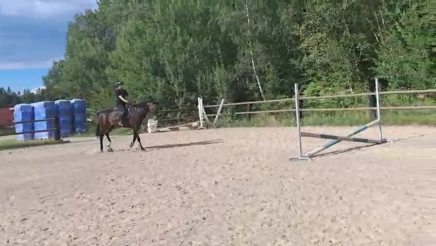 Dressyr hästar till salu: Välutbildad klasshäst! - Video 3