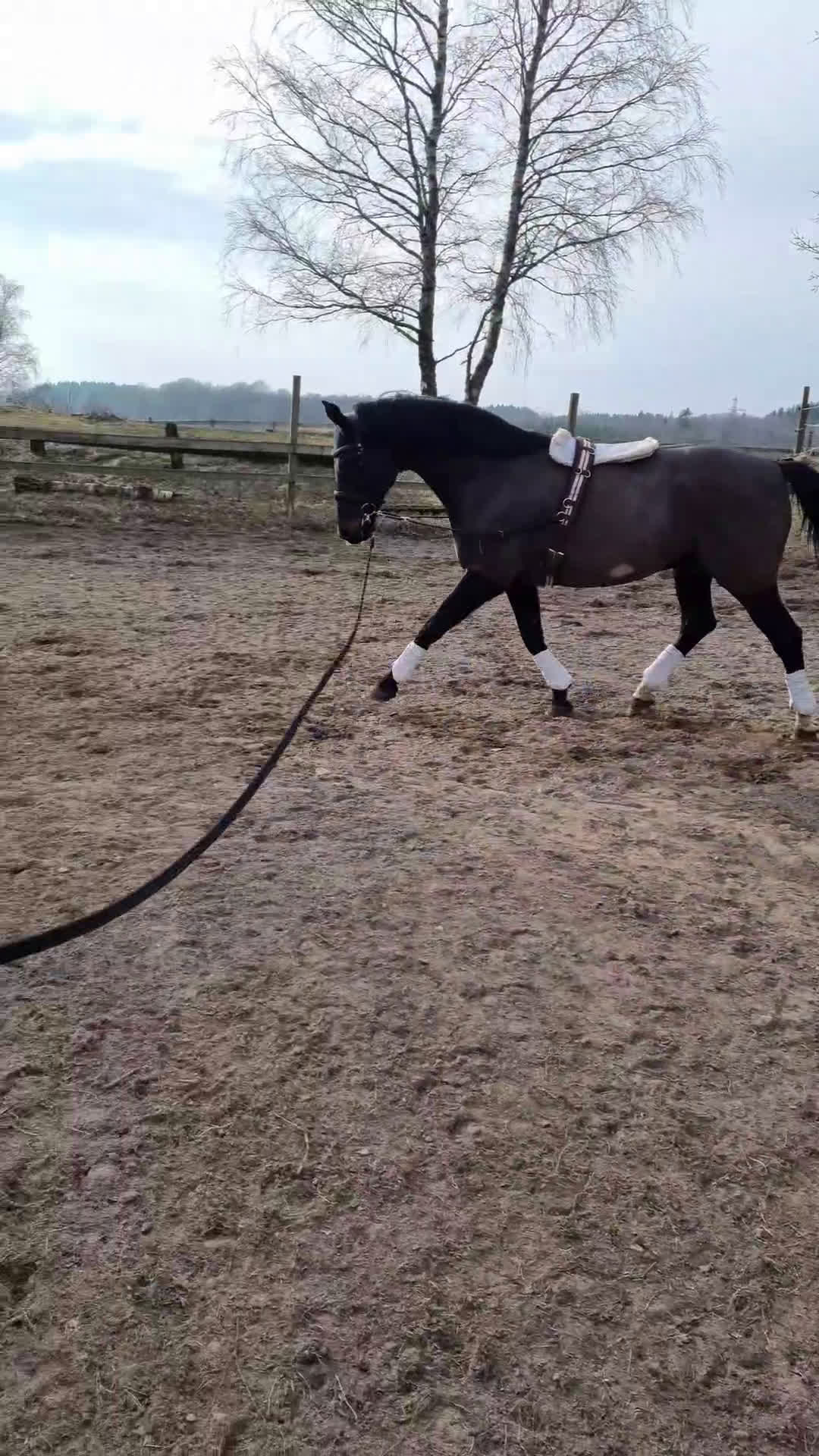 Dressyr hästar till salu: Snygg valak! i Östra Ljungby - Video 2