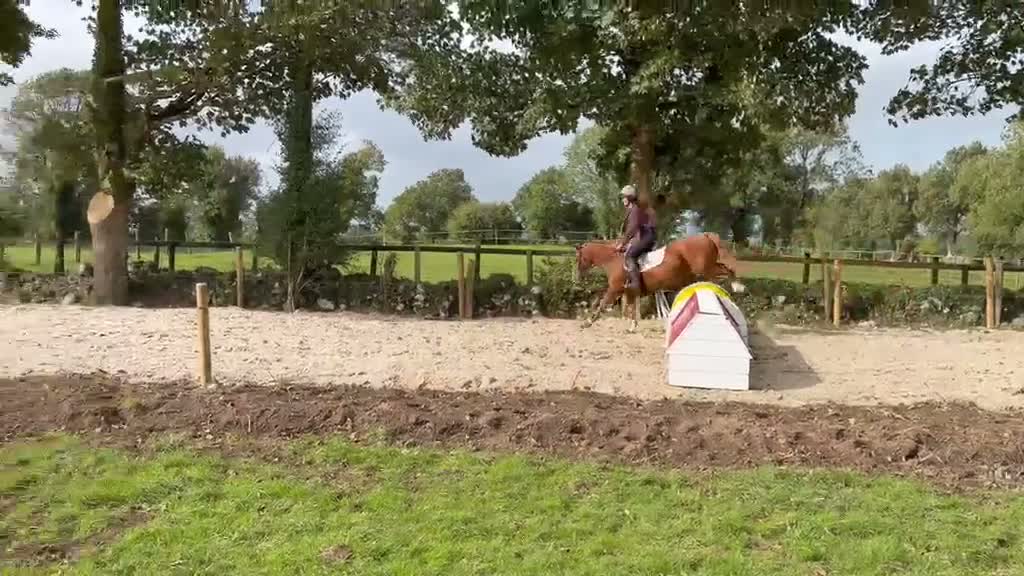 Allround hästar till salu: Alrounder Pony  - Video 4