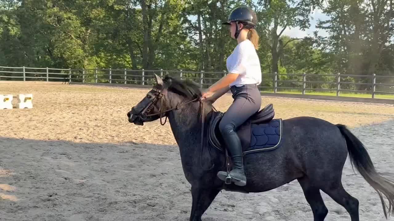 Allround hästar till salu: Welsh partbred i Västra Torup - Video 3