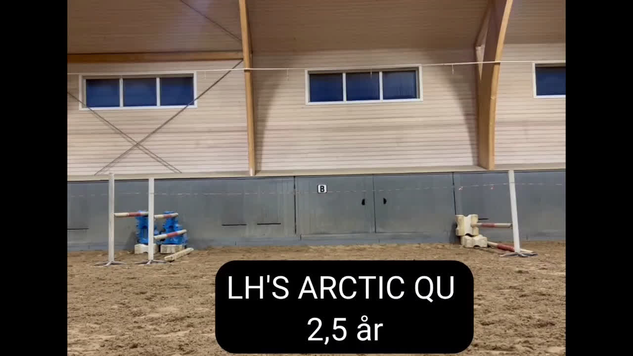 Allround hästar till salu: Flott Hingst för framtiden  i Årsunda - Video 2