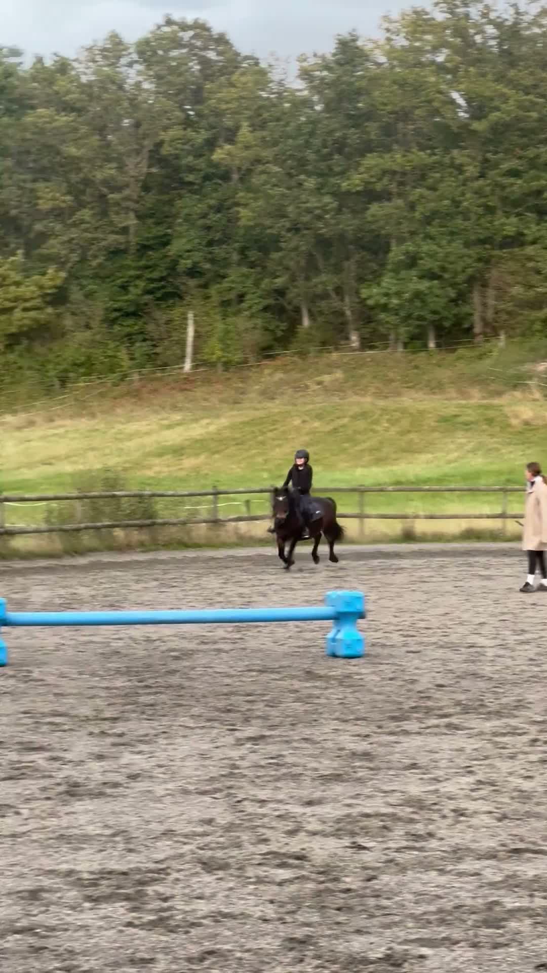 Allround hästar till salu: Vår älskade b-ponny söker nytt hem  - Video 3