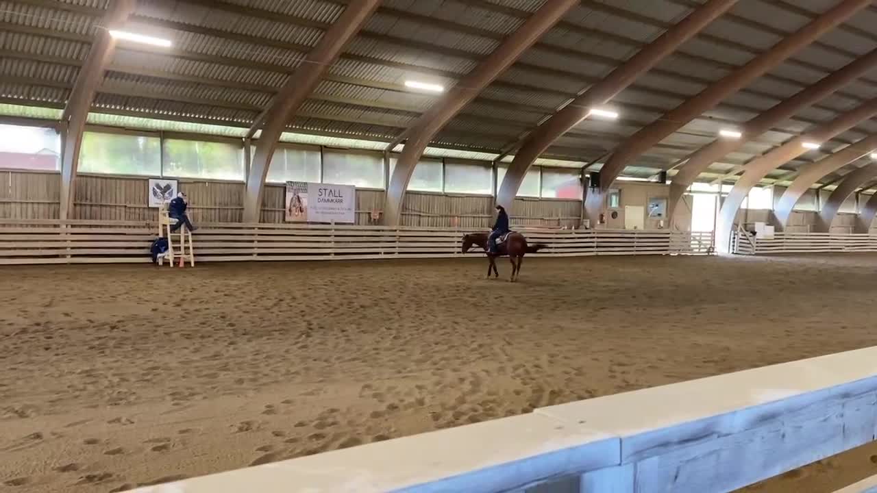 Western hästar till salu: Guldklimt till rätt person! i Bettna - Video 4